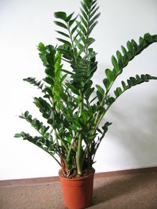 [Palmenlager] - XL Zamioculcas zamiifolia "Zamia Farn" 90-110 cm - Pot 21 cm Ø - Glücksfeder - Zimmerpflanze