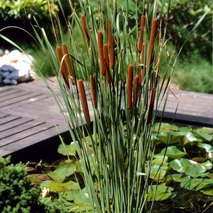 6x Typha latifolia - Binse - Teichpflanze - Winterhart - ⌀9 cm - ↕15-25 cm
