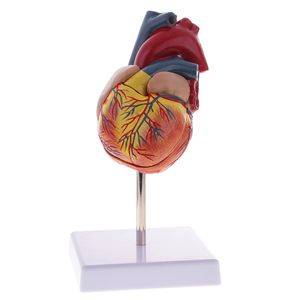 1: 1 Lebensgroße Menschliches Herz Modell aus Abnehmbar 2 Teile für Schule Anatomische Lernanzeige