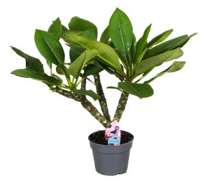 Plant in a Box - Plumeria Hawaiian - Frangipani - Blühende Zimmerpflanze - Tropische Pflanze - Topf 17cm - Höhe 45-55cm