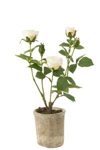J-Line - Umelé ruže v kvetináči 'Rose' (Biela)
