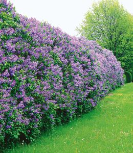 BALDUR-Garten Flieder-Hecke, 1 Pflanze, Edelflieder Fliedertraum Blüten-Hecke, Sichtschutz, Syringa vulgaris, winterhart & anspruchslos, Schnittblume, blühend