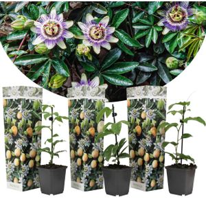 Plant in a Box - Passiflora edulis 'Frederick' - Passionsfrucht - Kletterpflanzen - 3er Set -  Passionsblume Winterhart - Topf 9cm - Höhe 25-40cm