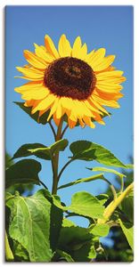 ARTland Leinwandbild Große Sonnenblume Größe: 20x40 cm