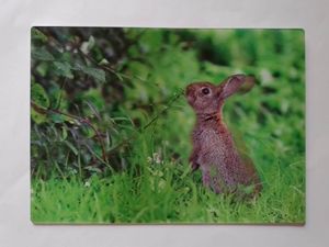 3 D Ansichtskarte Wildkaninchen, Postkarte Wackelkarte Hologrammkarte Tiere Hase Waldtiere