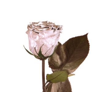 Echte Rose mit Stiel 45-50cm lang haltbar 3 Jahre Infinity Rosen konserviert, Silber