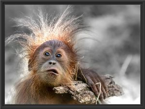Lustiger Baby Orang-Utan mit Rinde B&W Detail im Schattenfugen Bilderrahmen / Format: 80x60 im Schattenfugen-Bilderrahmen / Kunstdruck auf hochwertigem Galeriekarton / hochwertige Leinwandbild Alternative