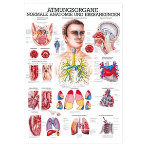 Atmungsorgane Mini-Poster Anatomie 34x24 cm medizinische Lehrmittel