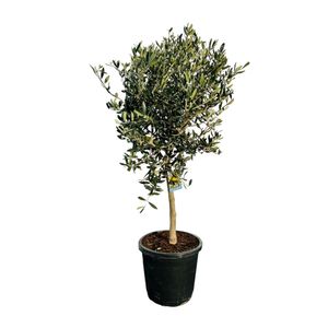 Sunny Tree - Hochstämmiger Olivenbaum 100 Zentimeter hoch - Olea europea - Winterhart bis -18 - Fruchtbildend - Obstbaum - Sonnige Standorte