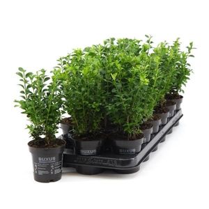 25 Pflanzen Pflanzen Buchsbaum 25 cm Strauch Buxus sempervirens