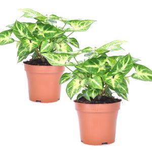 Plant in a Box - Syngonium 'Pixie' - Pfeilsplanze - 2er Set - Zimmerpflanzen - Topf 12cm - Höhe 25-40cm