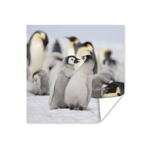 MuchoWow® Poster Pinguin - Schnee - Baby 100x100 cm - Babyzimmer
