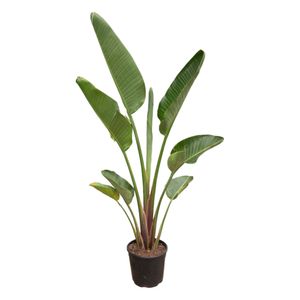 Trendyplants - Strelitzia Augusta - Paradiesvogelblume - Zimmerpflanze - Höhe 170-190 cm - Topfgröße Ø30cm