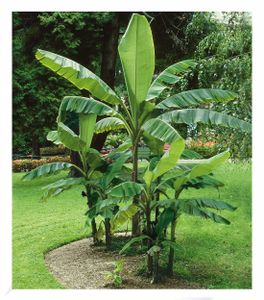 BALDUR-Garten Winterharte Bananen 'grün', 1 Pflanze, Faserbanane Bananenbaum Musa basjoo Bananenpflanze, mehrjährige winterharte Staude, Bananen-Früchte essbar