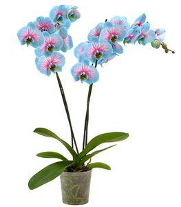 Dehner Schmetterlingsorchidee Blue Wonder, Phalaenopsis cultivars, hellblaue und pinke Blüten, 50-60 cm, Ø Topf 12 cm, Zimmerpflanze