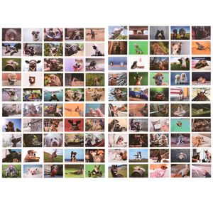 ewtshop® Postkarten Set mit lustigen Tiermotiven, 100 unterschiedliche Motive