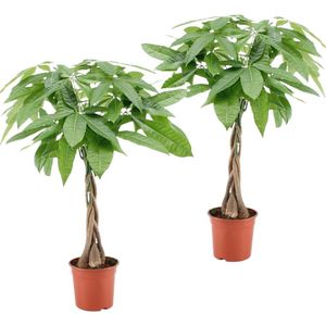 Plant in a Box - Pachira Aquatica - 2er Set - Geldbaumen - Glückskastanie - Zimmerpflanzen - Topf 17cm - Höhe 60-70cm