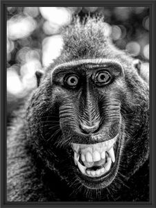 Lustiger Affe lacht mit offenem Maul, Monochrome im Schattenfugen Bilderrahmen / Format: 80x60 im Schattenfugen-Bilderrahmen / Kunstdruck auf hochwertigem Galeriekarton / hochwertige Leinwandbild Alternative