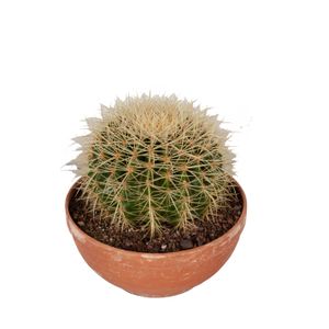 Kaktus – Echinocactus grusonii s kvetináčom – Výška: 25 cm – od Botanicly