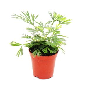 Mini-Pflanze - Actiniopteris australis - Palmwedelfarn - Ideal für kleine Schalen und Gläser - Baby-Plant im 5,5cm Topf