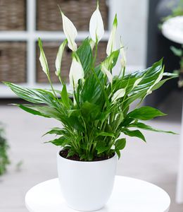 BALDUR-Garten Spathiphyllum, 1 Pflanze, Luftreinigende Zimmerpflanze, unterstützt das Raumklima, blühende Zimmerpflanze Einblatt, mehrjährig - frostfrei halten, Spathiphyllum wallisii