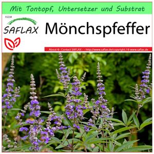 SAFLAX Garden to go - Mönchspfeffer - Vitex agnus-castus - 30 Samen - Mit Topf, Klima - Deckel und Anzuchtsubstrat