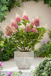 Plant in a Box - Hydrangea paniculata 'Pinky Winky' - Hortensie - Winterhart - Strauch - Gartenpflanze - Topf 19cm - Höhe 25-40cm