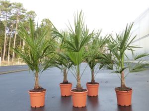 Trachycarpus fortunei 160 cm Palme Hanfpalme, winterhart bis -18°C
