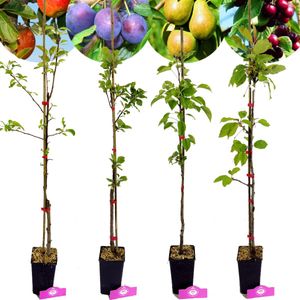 Set mit 4 Obstbäumen – 1 Apfel, 1 Birne, 1 Kirsche, 1 Pflaume – Höhe +70 cm – 1,5L Topf – Mischung A