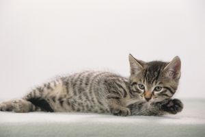 Läufer Schreibunterlage Katze grau 400 x 530 mm