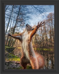 Lustiges Eichhörnchen steht im Wald im Schattenfugen Bilderrahmen / Format: 38x30 im Schattenfugen-Bilderrahmen / Kunstdruck auf hochwertigem Galeriekarton / hochwertige Leinwandbild Alternative
