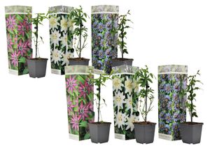 Passiflora - 6er Set - Passionsblume - Kletterpflanze - Topf 9cm - Höhe 25-40cm