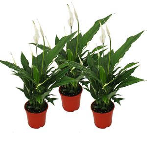 Spathiphyllum "Sweet Chico" - 12cm Topf - Set mit 3 Pflanzen