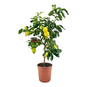 Trendyplants - Zitronenbaum - Gartenpflanze - Höhe 140-160 cm - Topfgröße Ø24cm - Citrus Lemon