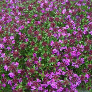 6 x Tymián plazivý červený - Thymus praecox 'Creeping Red' - kvetináč 9cm x 9cm