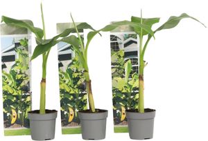 Banánovník japonský - 3 ks. - Musa basjoo - Výška 25-40cm - ⌀9cm