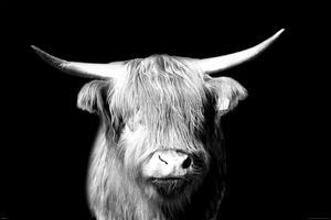 Kühe - Highland Cattle - Portrait - Tiere Animals - Poster - Größe 91,5x61 cm