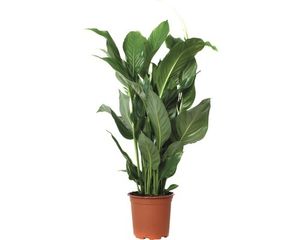 Einblatt FloraSelf Spathiphyllum wallisii 'Sweet Silvio' H 70-80 cm Ø 17 cm Topf