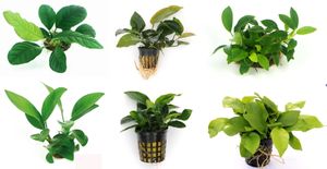 Anubias Sextett: 6x Anubias-Töpfe = barteri + nana + petite + golden + coffeefolia + congensis, barschfeste Wasserpflanzen