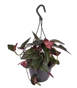 Grünpflanze – Kletter-Philodendron (Syngonium Erythrophyllum Red Arrow Inpot) mit Übertopf – Höhe: 30 cm – von Botanicly