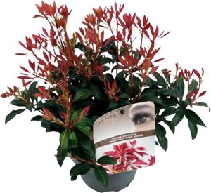 Pieris japonský FloraSelf Pieris japonica 'Mountain Fire' 25-30 cm kvetináč 2 l