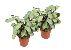 Plant in a Box - Ctenanthe Amagris - 2er Set - Fischgrät-Gebetspflanze - Grüne Zimmerpflanze - Topf 14cm - Höhe 25-35cm