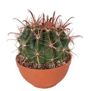Kaktus von Botanicly – Fasskaktus in Terrakotta Schale als Set – Höhe: 20 cm – Ferocactus Wislizeni