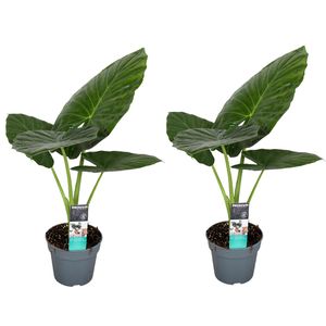 Alocasia Odora - 2er Set - Pfeilblatt - Topf 17cm - Höhe 55-75cm