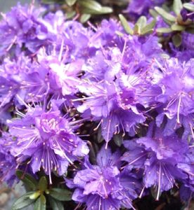Japanische Azalee Rhododendron impeditum 'Azurika' 30 - 40 cm blau - violett