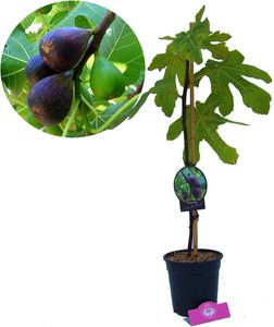 Ficus carica 'Noir de Caromb' Feigenbaum, 2 Liter Topf