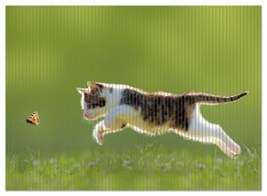 Wallario Duschmatte Antirutschmatte Badmatte Fußmatte Süße Katze fängt Schmetterling im Grünen, Größe ca. 90 x 65 cm