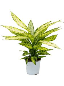 Grünpflanze – Dieffenbachie (Dieffenbachia Vesuvius) – Höhe: 60 cm – von Botanicly