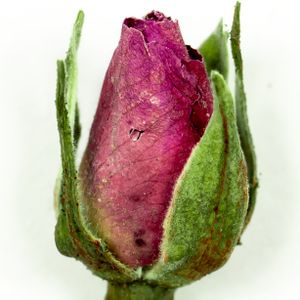 Food-United Rosenblüten getrocknet ganze Blüten unbehandelt 500g