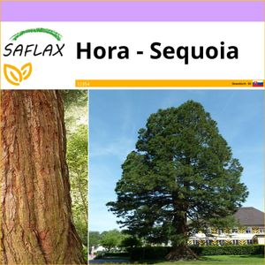 SAFLAX - Hora - Sequoia - Sequoiadendron gigantea - 50 Semená
